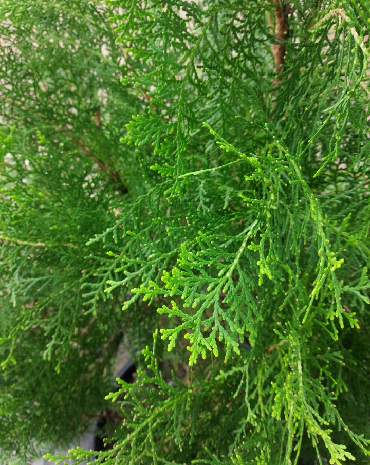 a plant