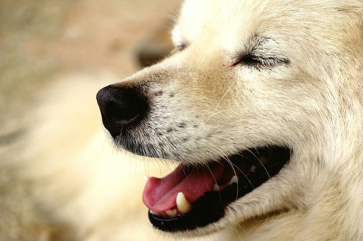 White Dog