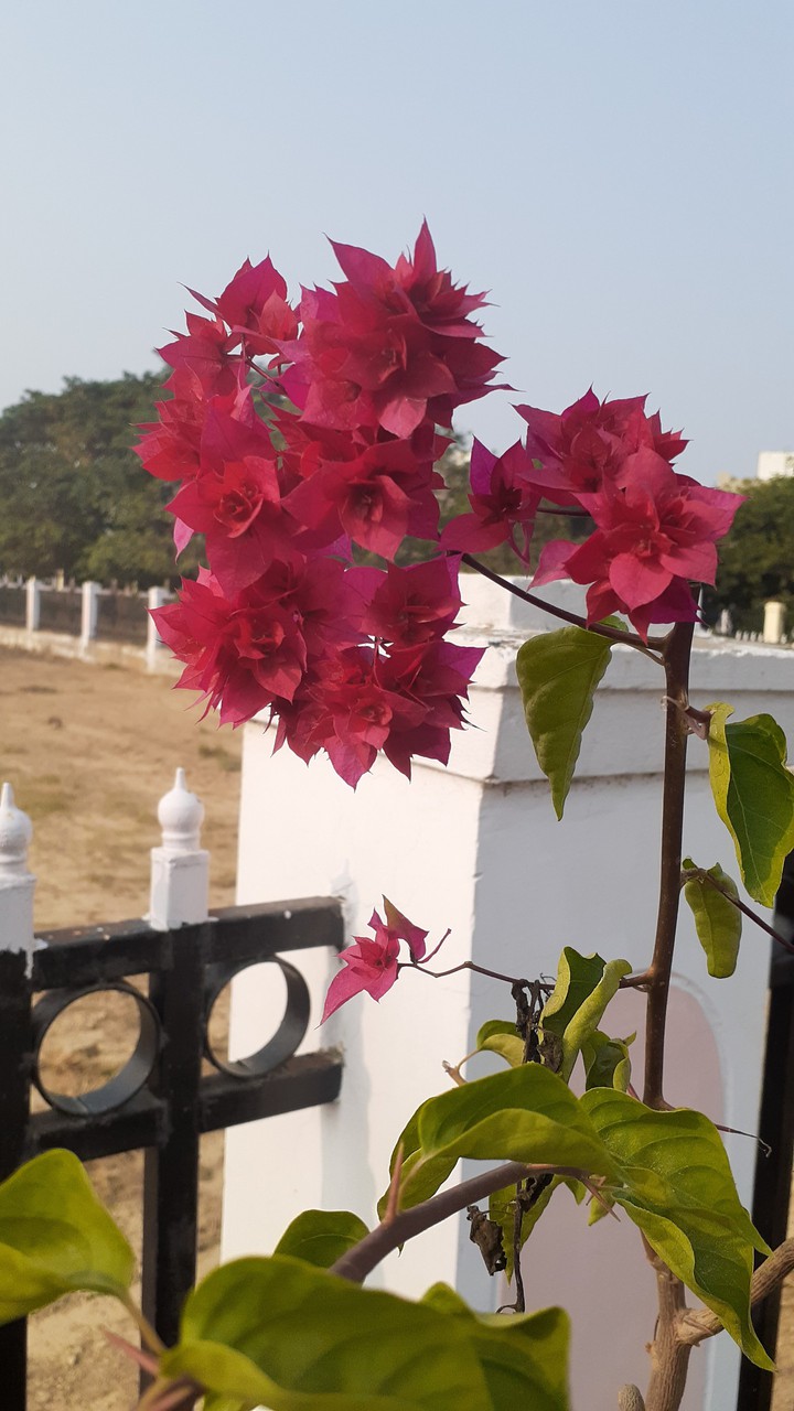 red flower