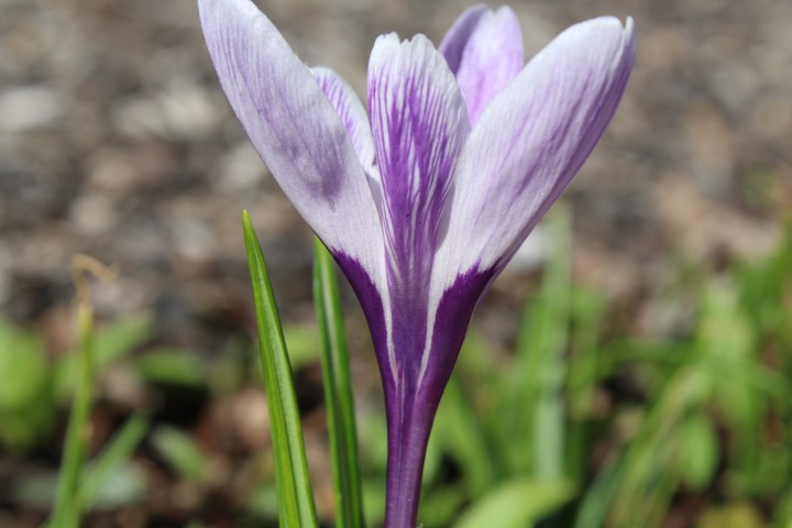 Flowers.
