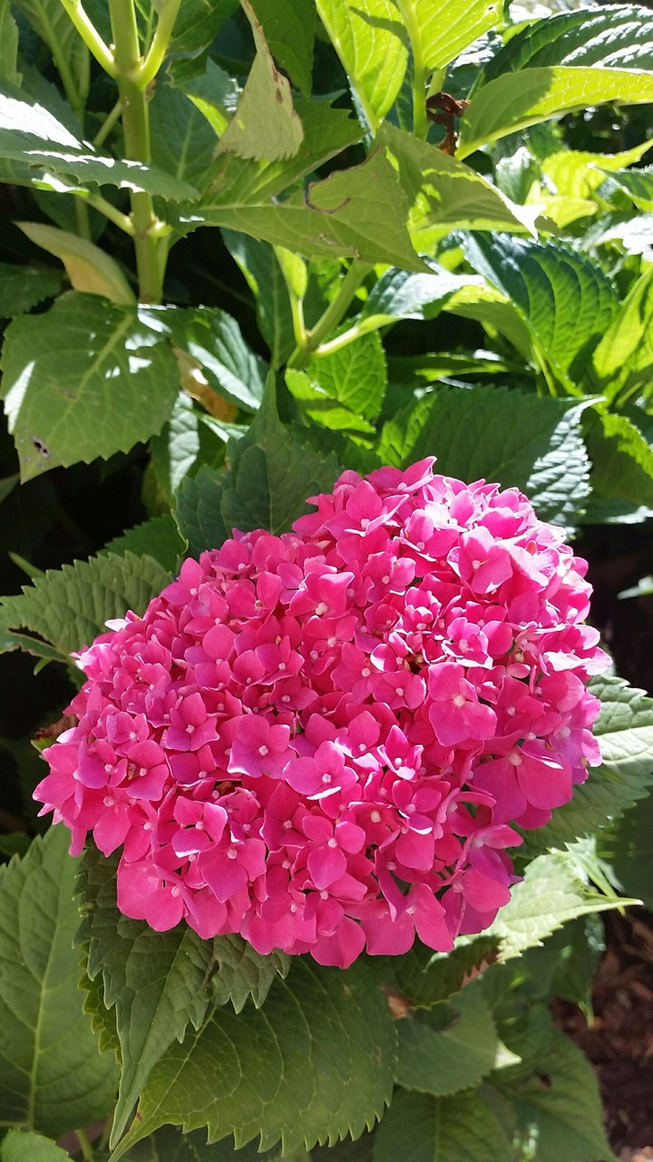 Sun and flower