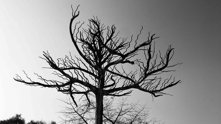 tree