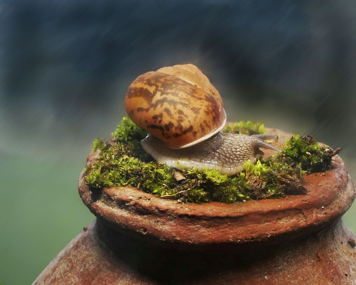 garden snail