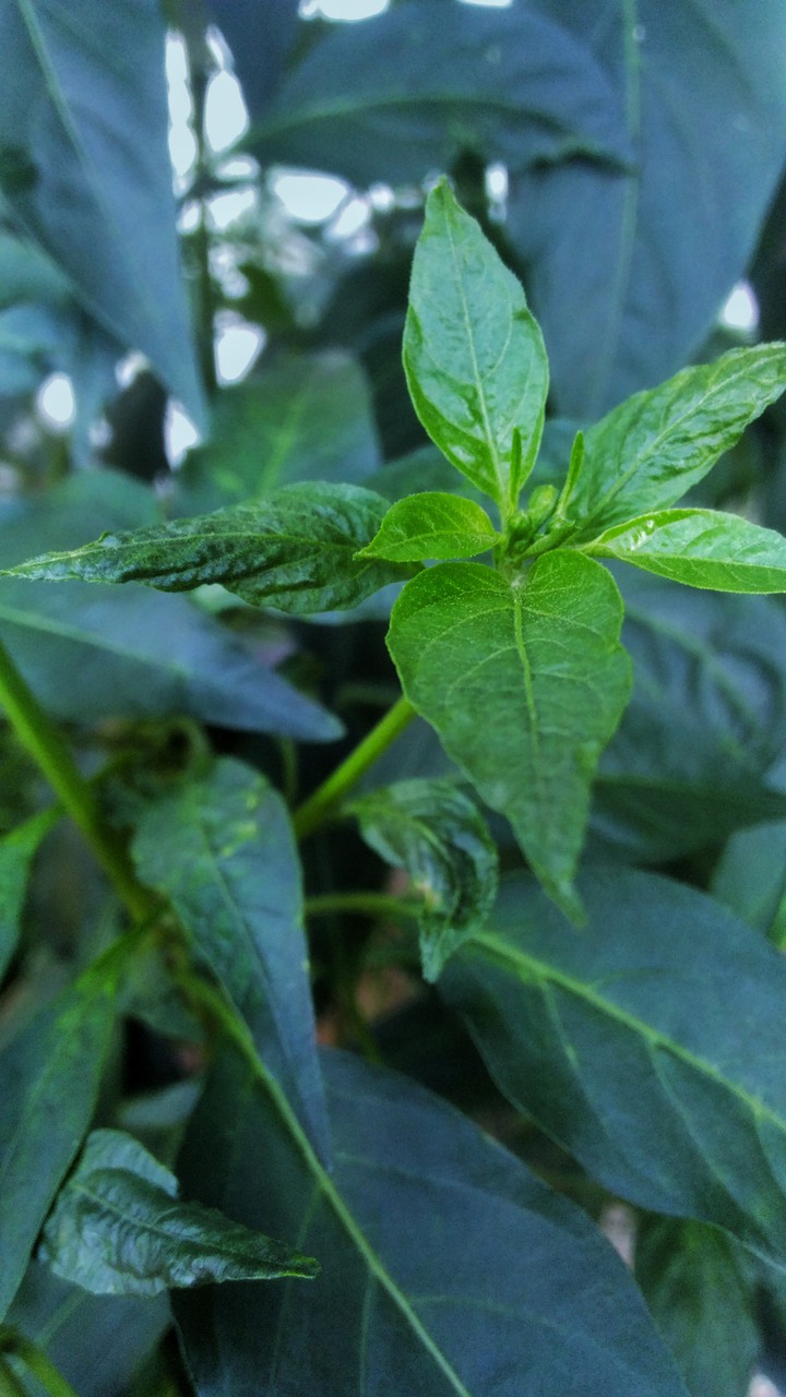 Leaf