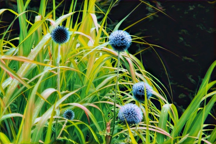 Nature