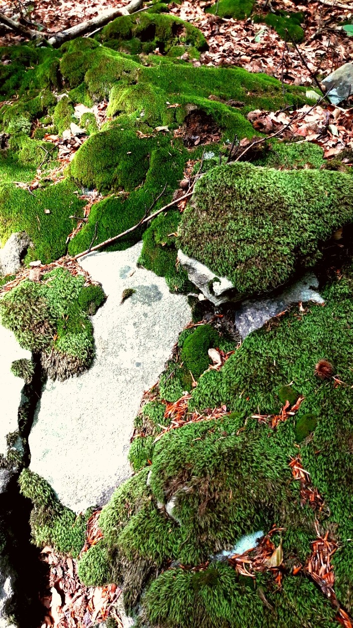 mosses, stones, forest