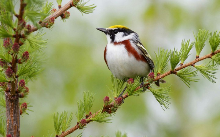 bird