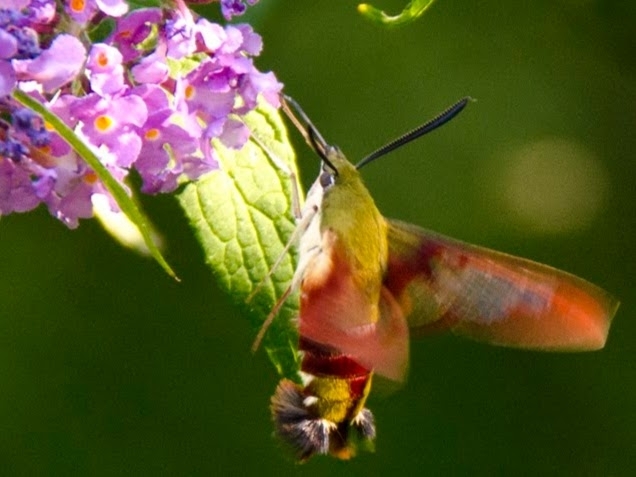 Hummingbird Moth