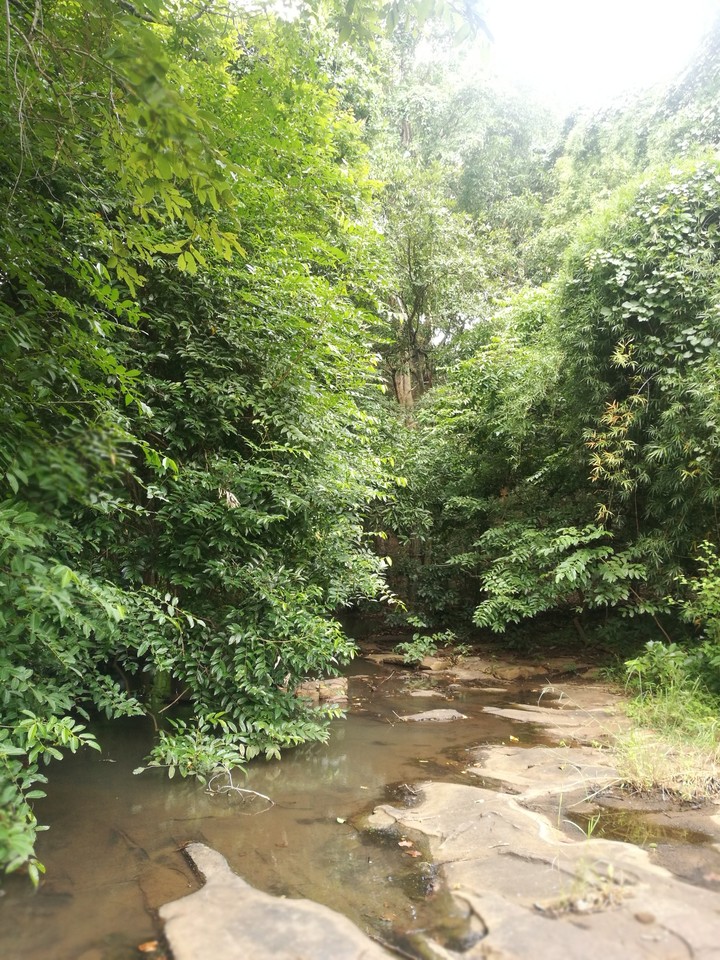 forest cover