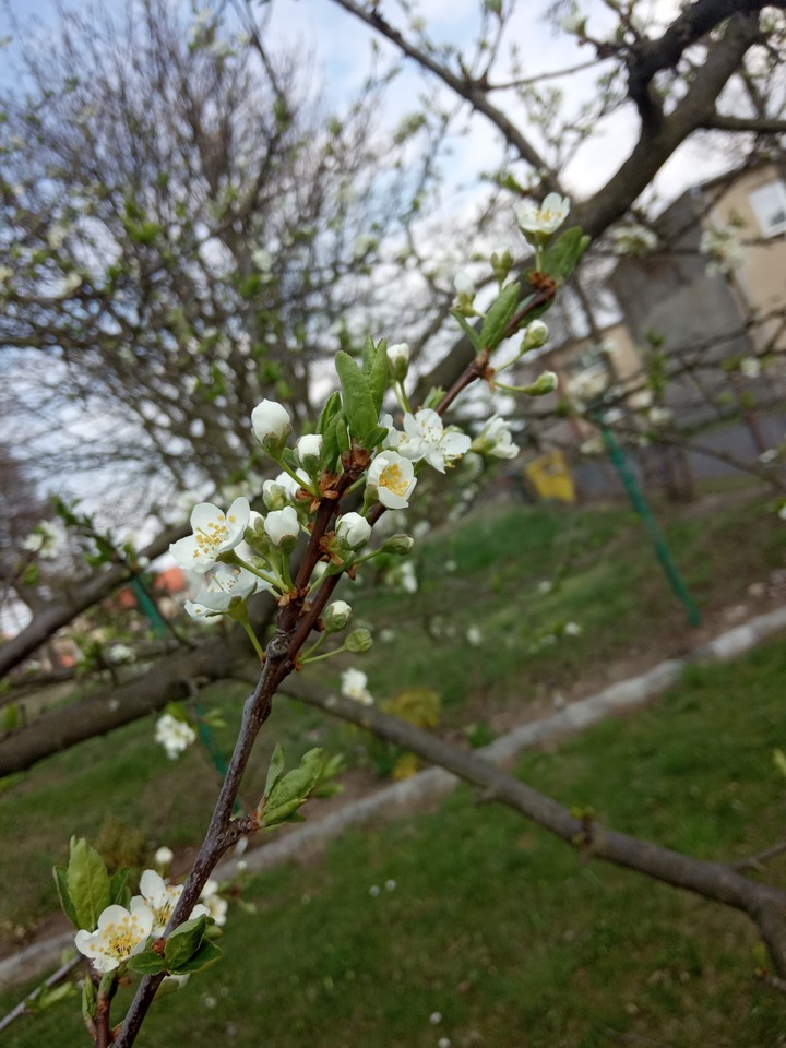 Wiosna