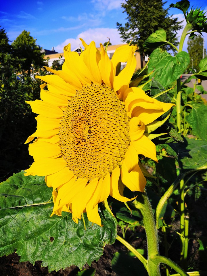 flower