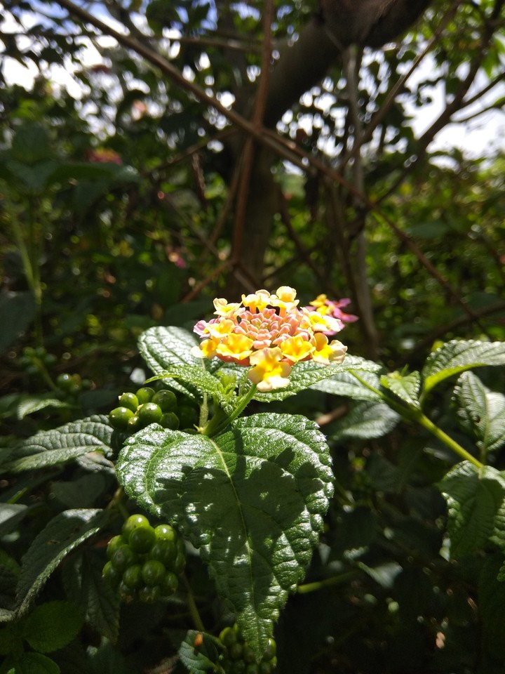 Nature love