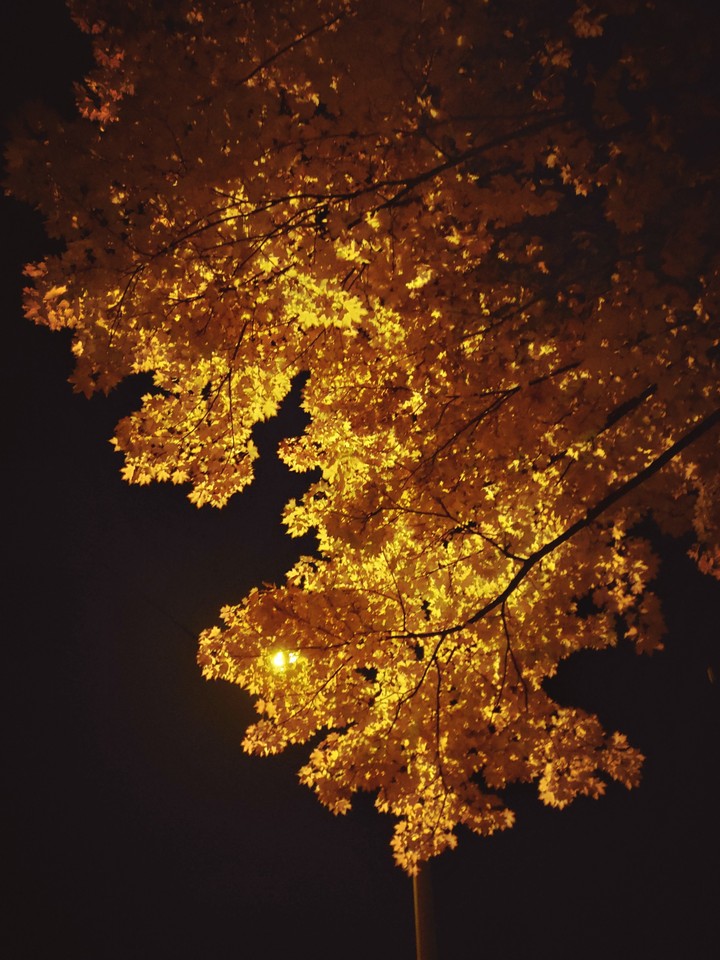 autumn