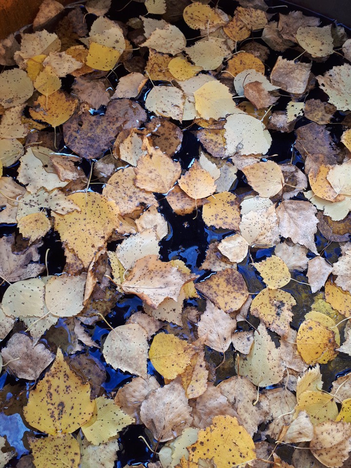 water leaves