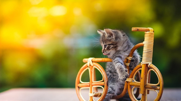 cute kitten