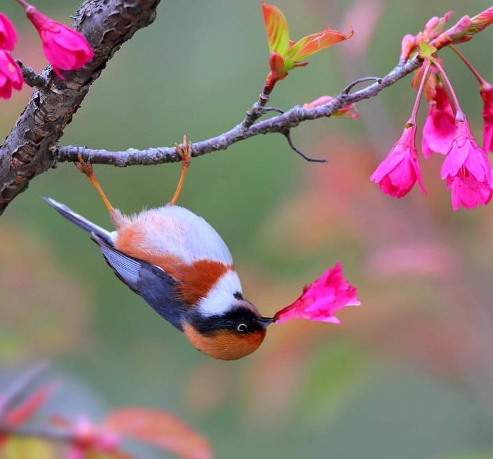 bird