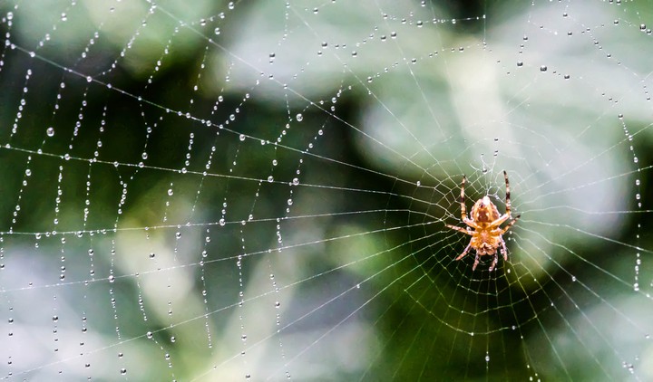 spider
