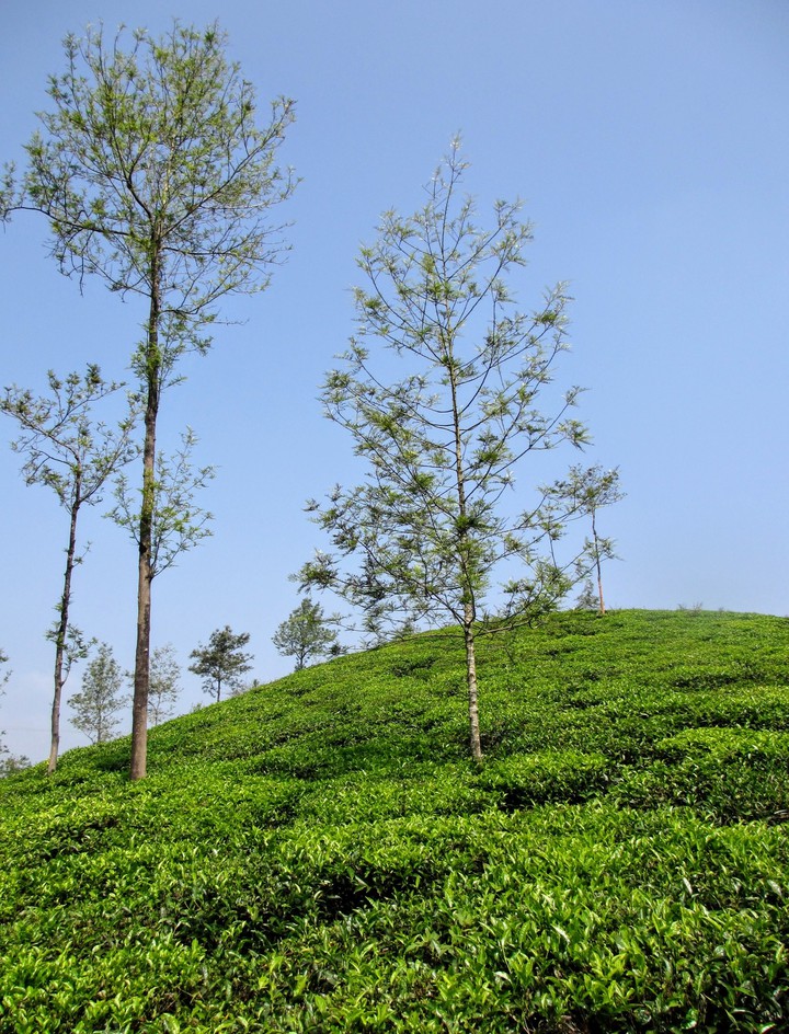 Tea Estate