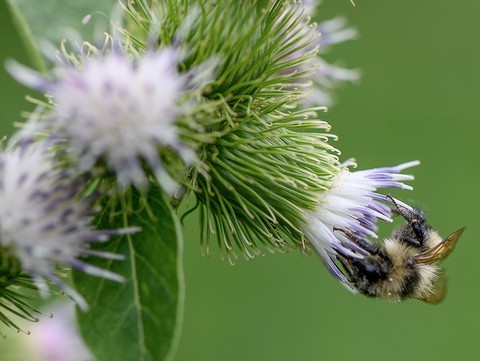 tapety burdock, arthropod