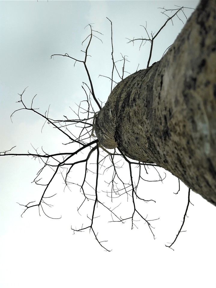 death tree facing the sky