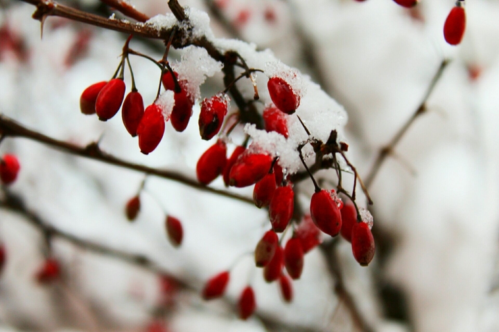 snow