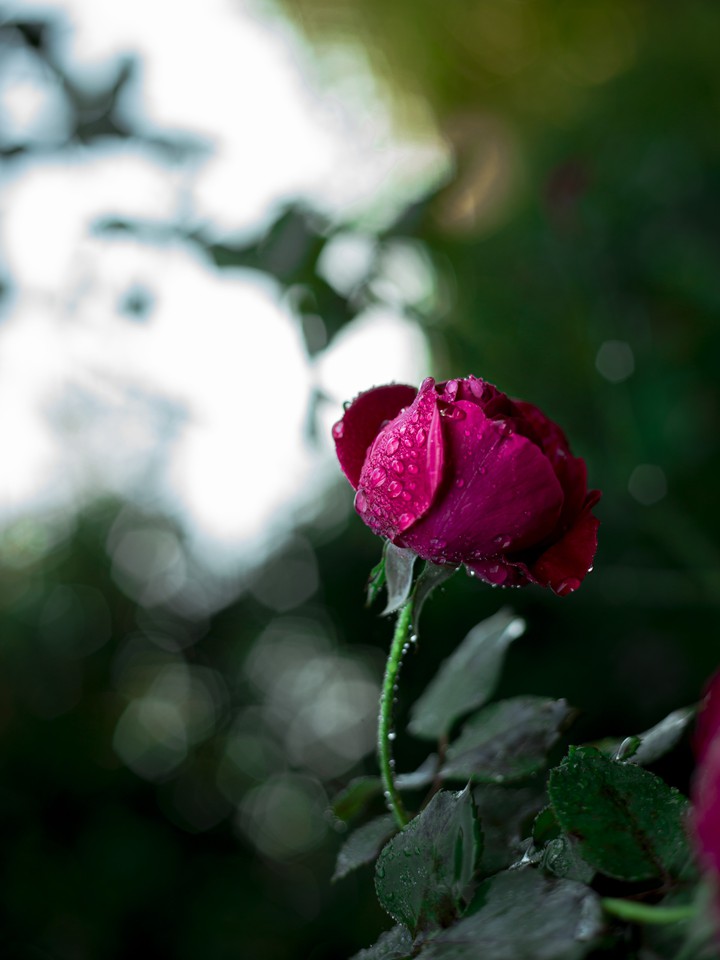 Rosé du matin