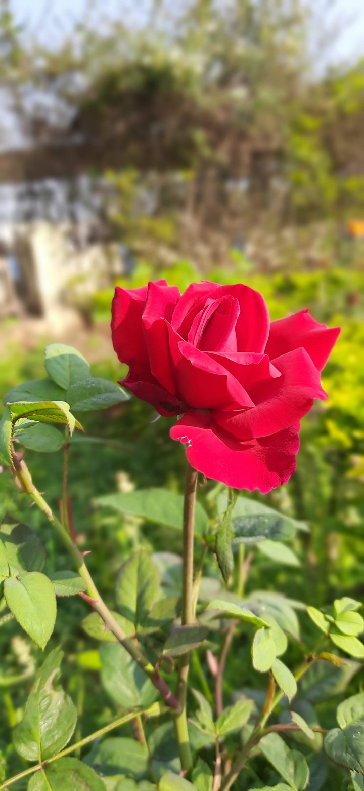 rose