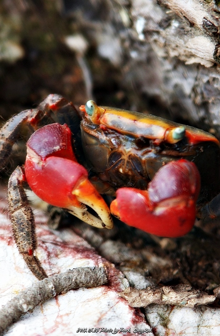 thief crab