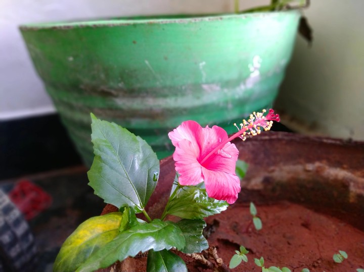 Hibiscus