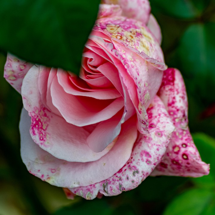 blossom