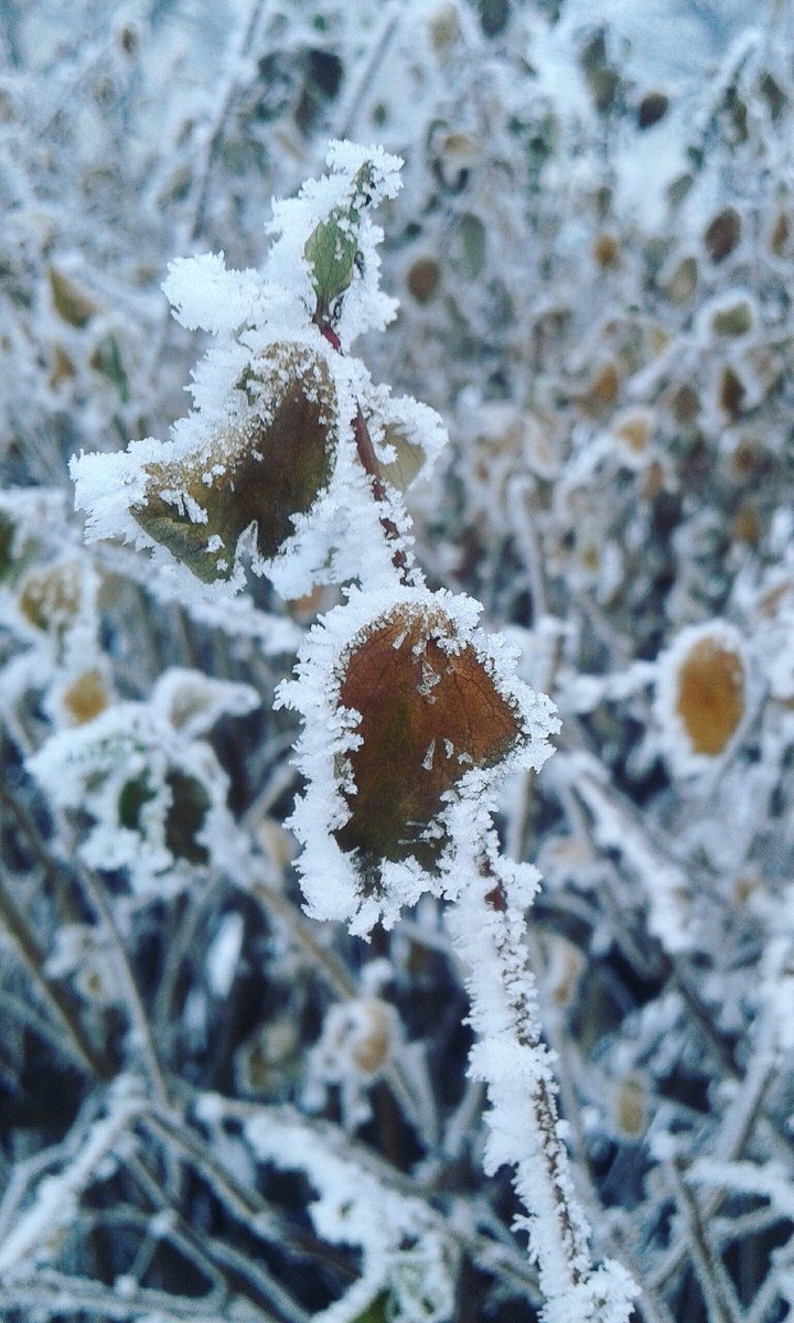 Beautiful winter