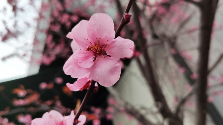 Sakura