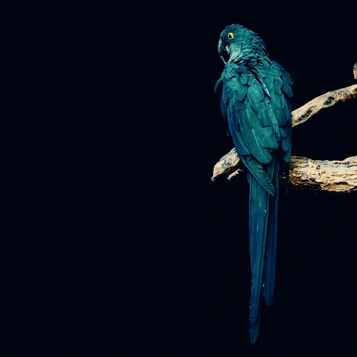 Lary Bird