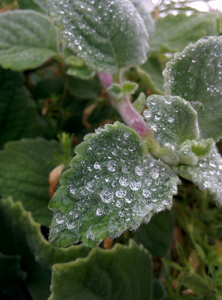 Raindrops on leaves