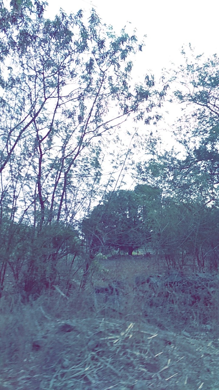 Gir Forest
