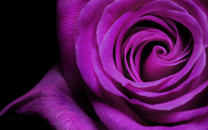 passion purple