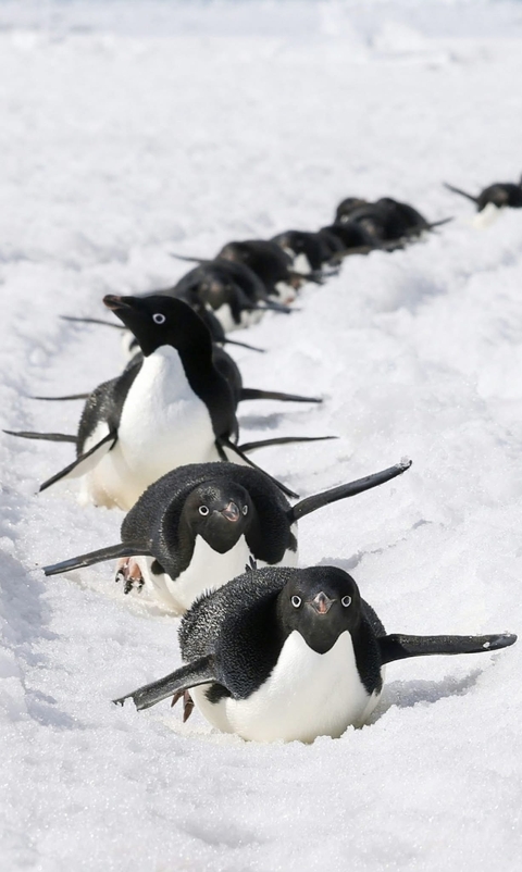 Penguins