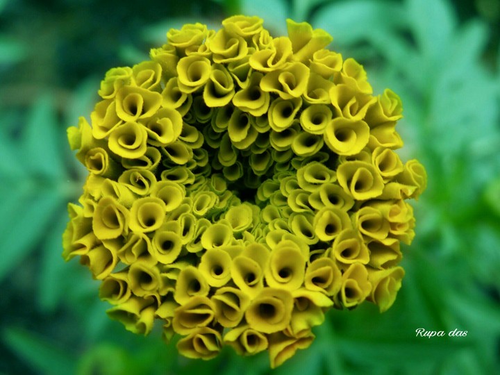 Marigold