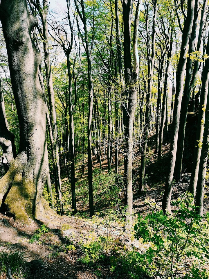 The heart of forest