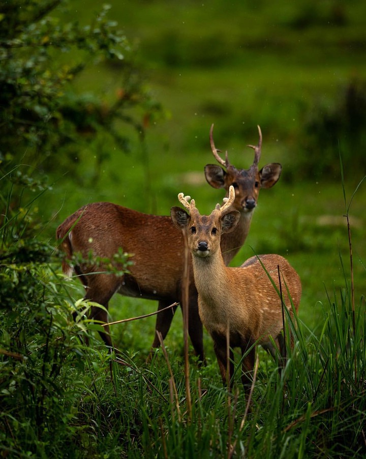 Deer