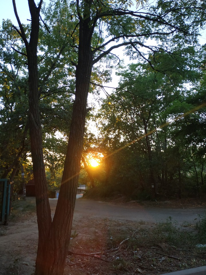 tree