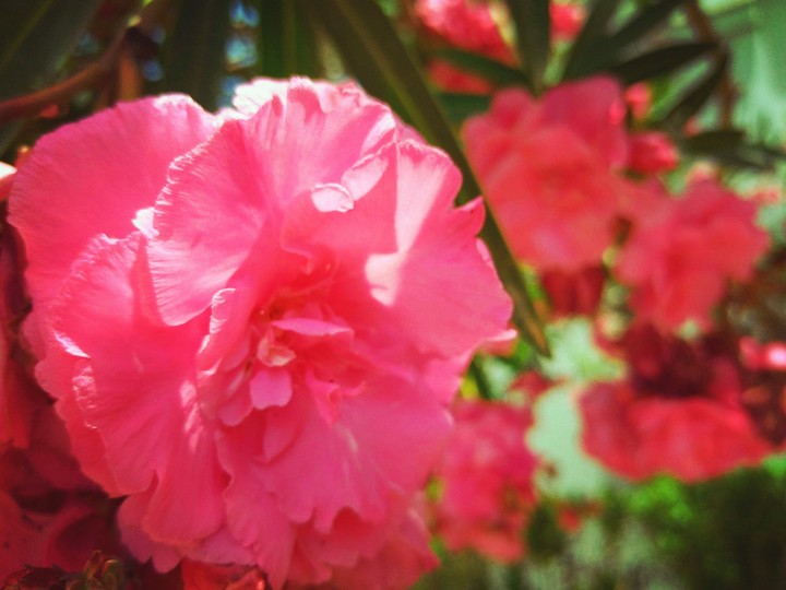 Flower