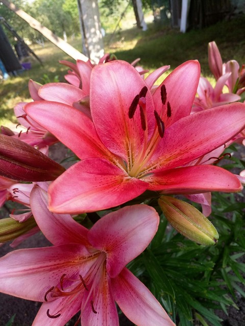 flower, hippeastrum háttérképek