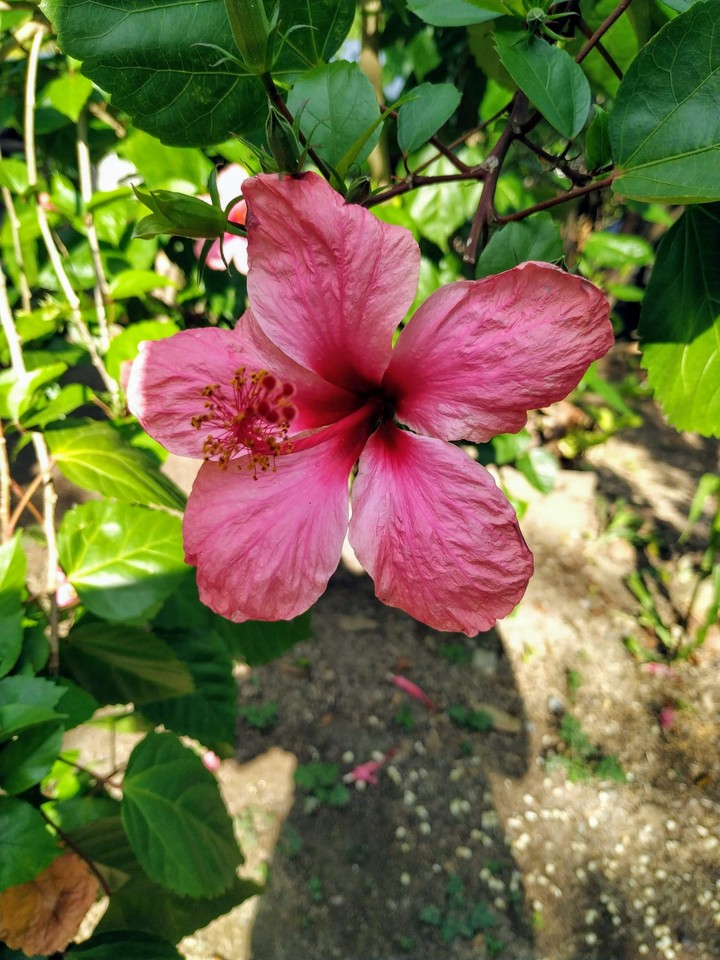 flower