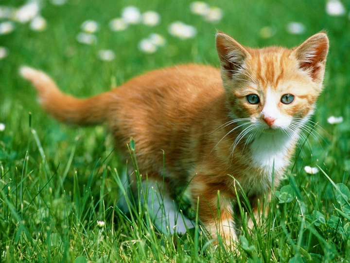 котик