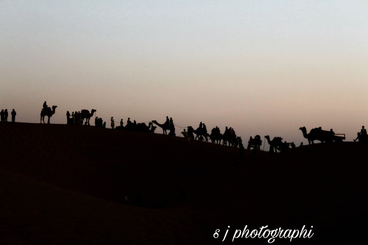 #camel #desert #sanddunes #silhoutte