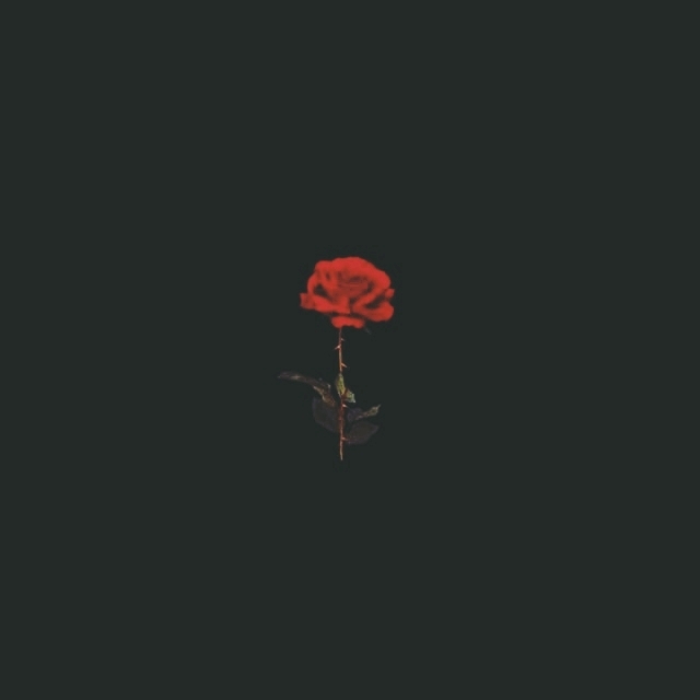 Black or rose?