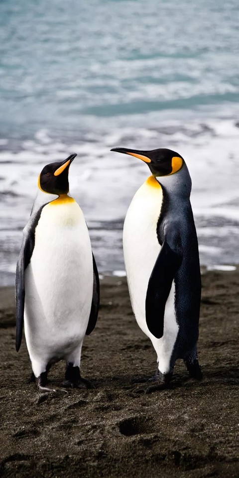Penguins??