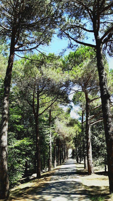 tree