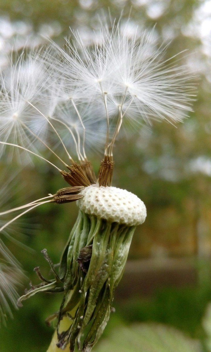 dandelion